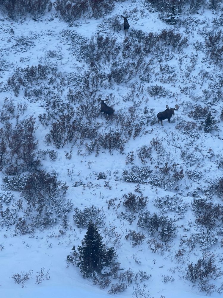 Moose Survey