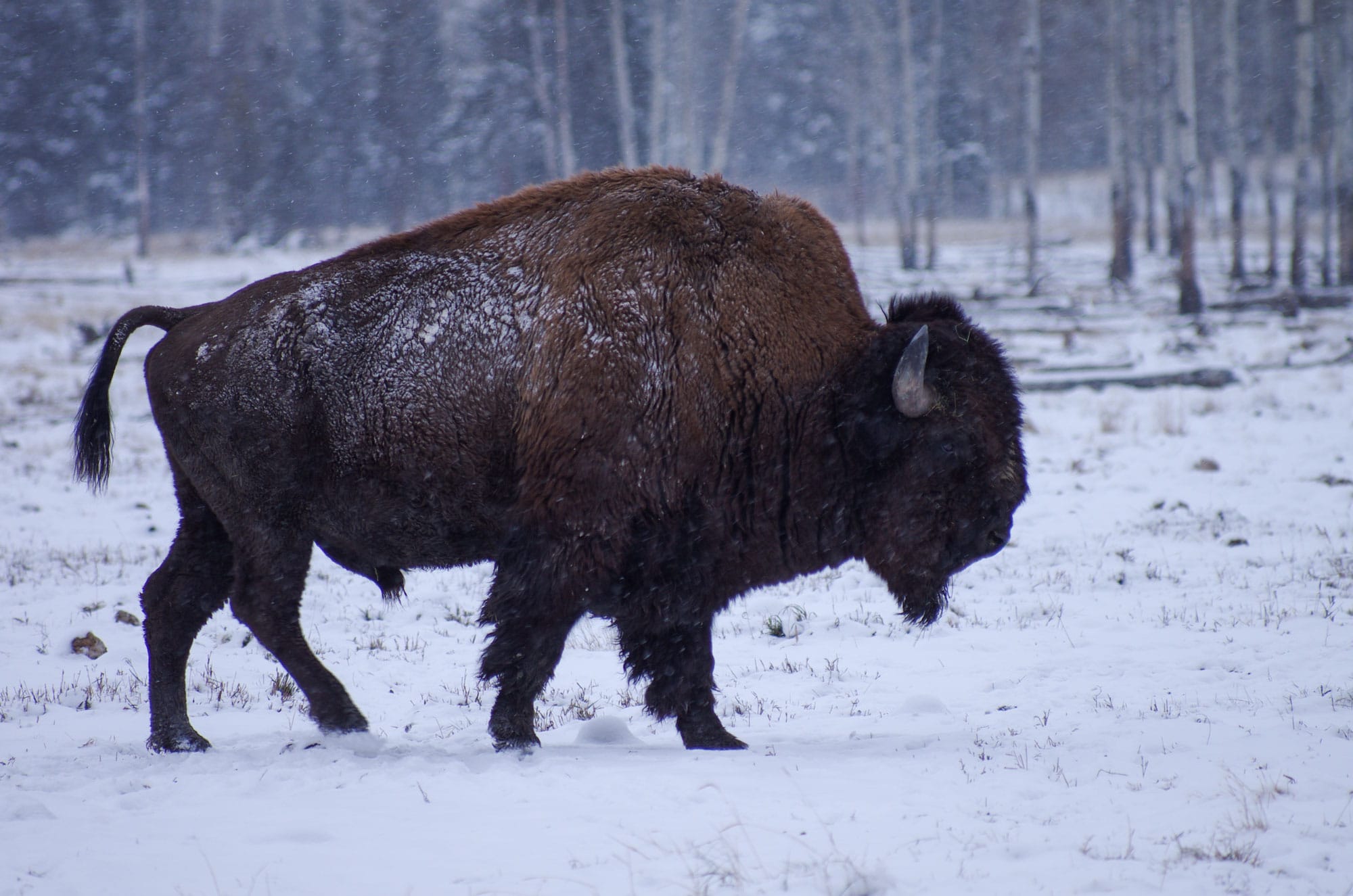 Yukon Fish and Wildlife Management Board